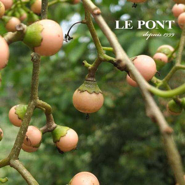 珍珠樹子醬 380g