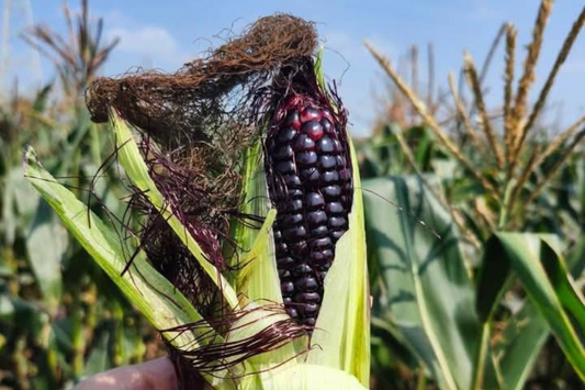 【好評三度回歸】黑白雙寶水果玉米與台灣有機西洋芹