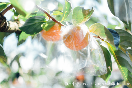 【日本和歌山】紀の川黑柿