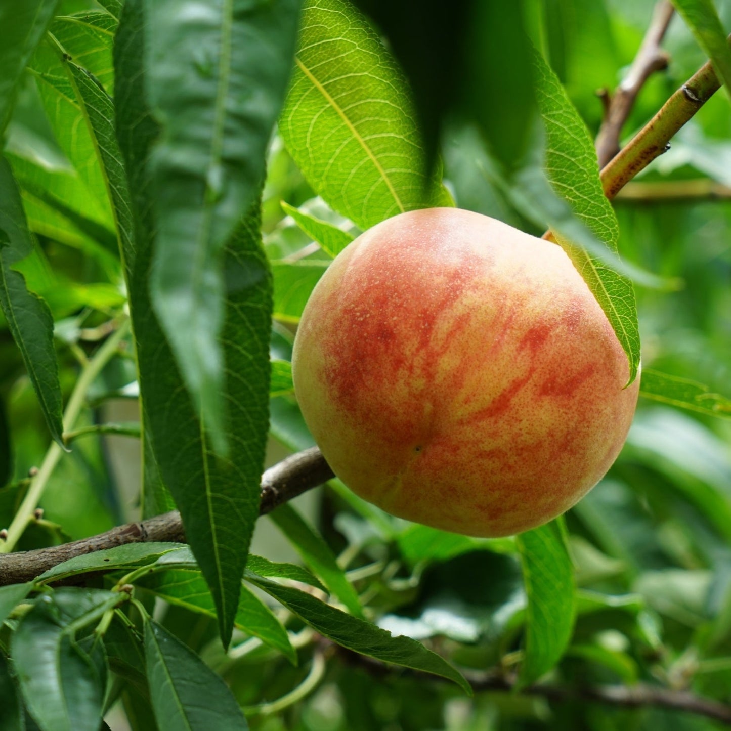 (團購) 知果堂水蜜桃_0719