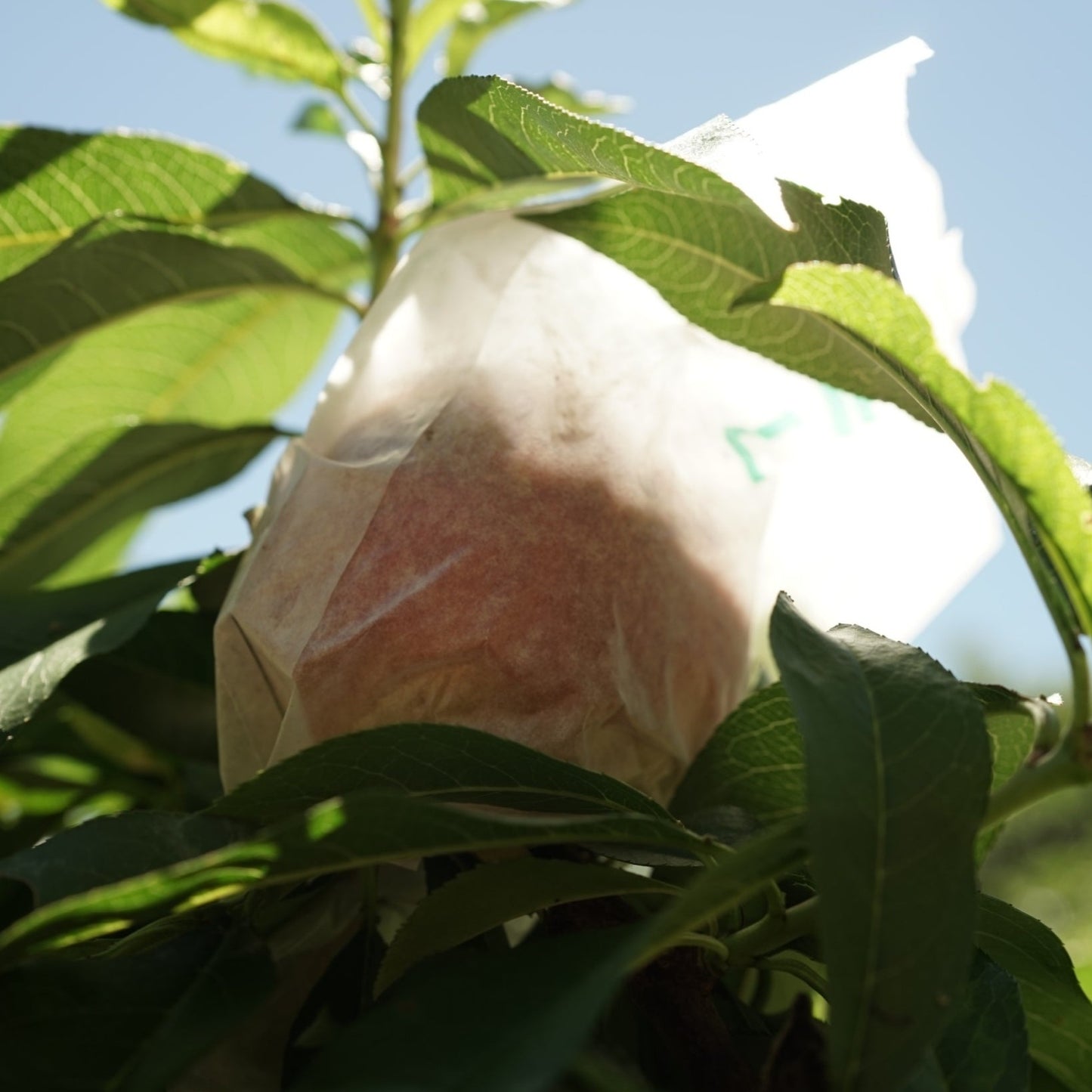 (團購) 知果堂水蜜桃_0719