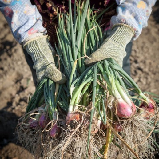 黃金鵝油香蔥酥 100g