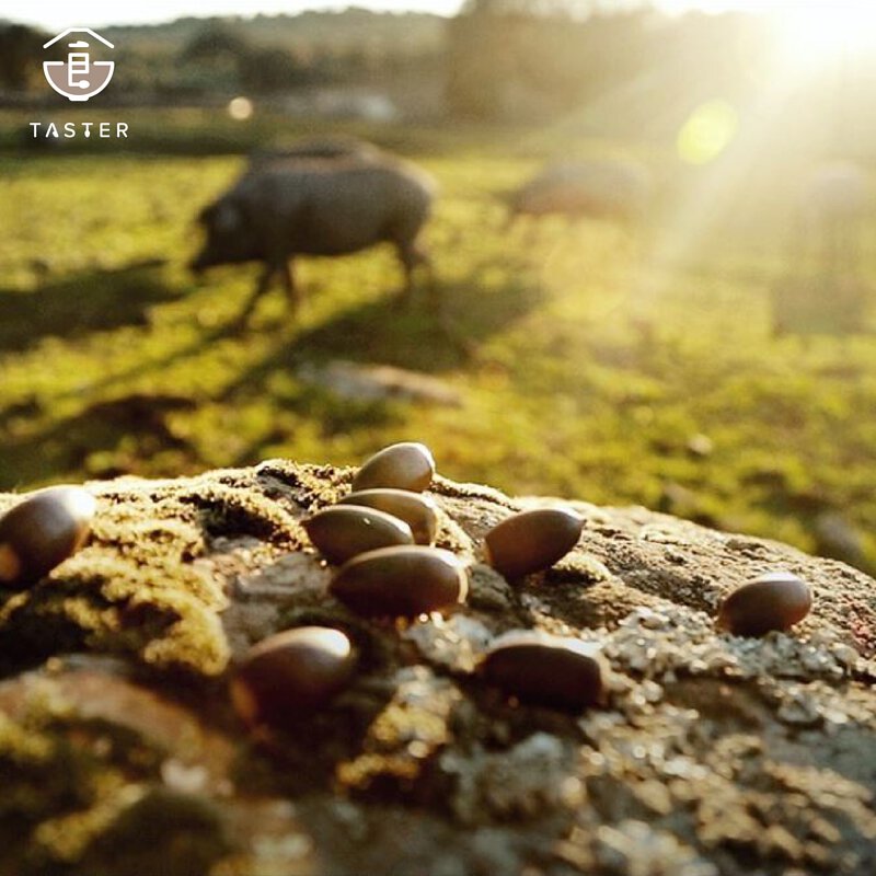 CINCO JOTAS 5J 西班牙橡子飼養100%純種伊比利豬火腿