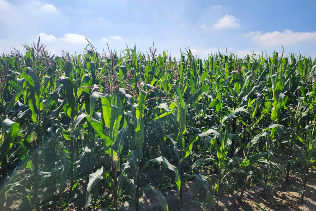 【好評三度回歸】黑白雙寶水果玉米與台灣有機西洋芹