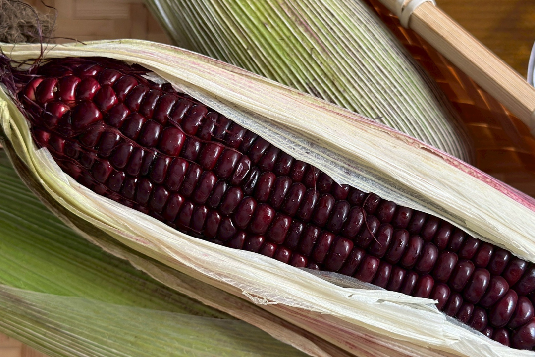 【好評三度回歸】黑白雙寶水果玉米與台灣有機西洋芹