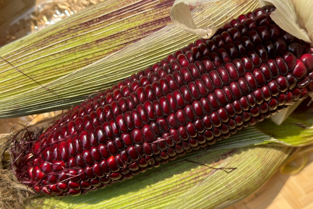 【好評三度回歸】黑白雙寶水果玉米與台灣有機西洋芹