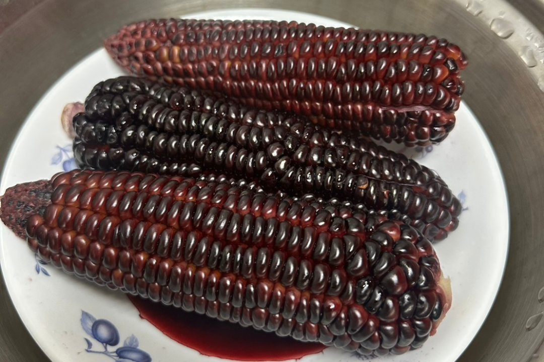 【好評三度回歸】黑白雙寶水果玉米與台灣有機西洋芹