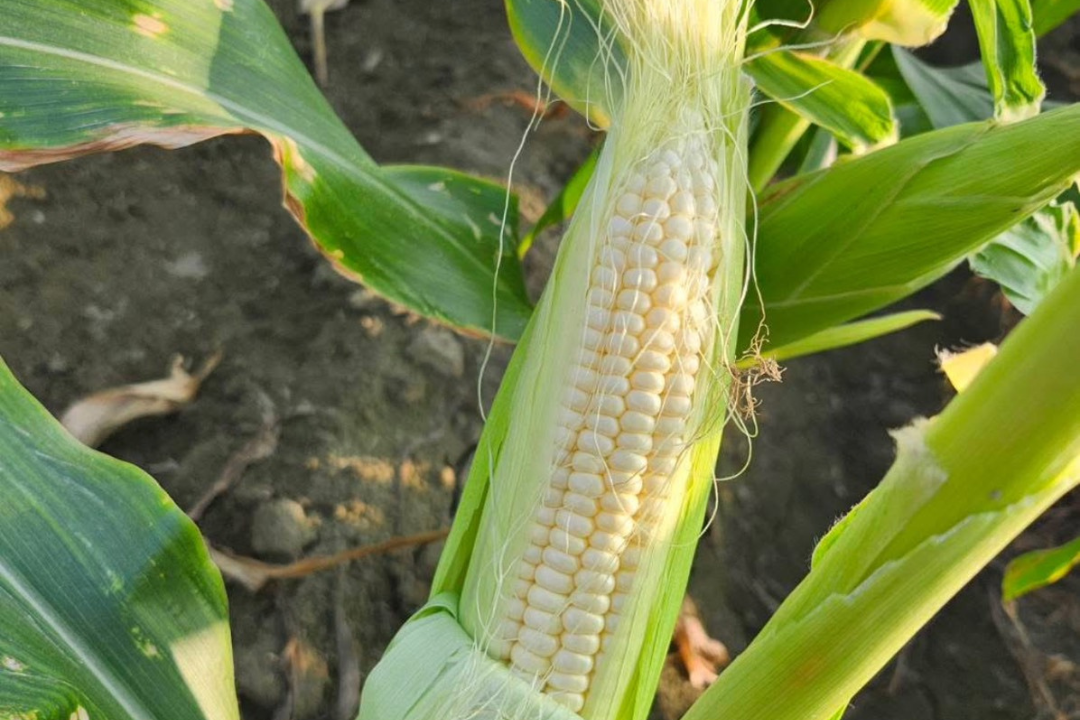 【好評三度回歸】黑白雙寶水果玉米與台灣有機西洋芹