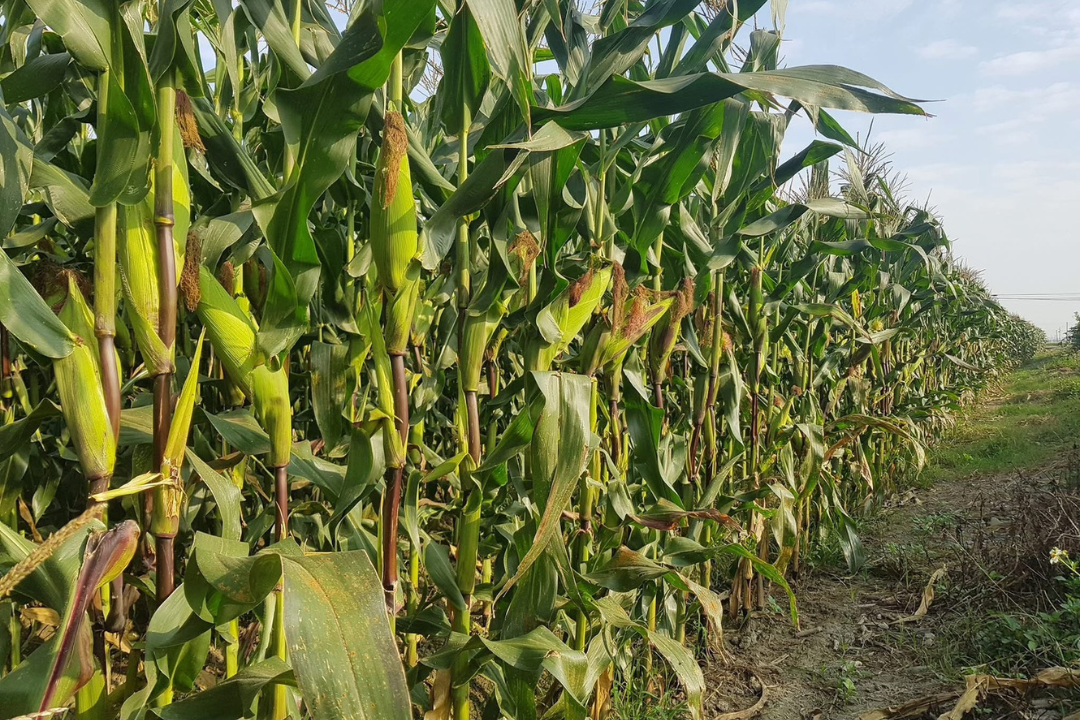 【好評三度回歸】黑白雙寶水果玉米與台灣有機西洋芹