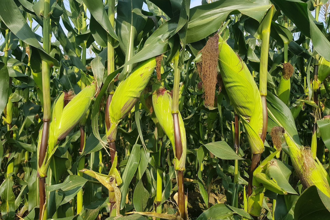 【好評三度回歸】黑白雙寶水果玉米與台灣有機西洋芹