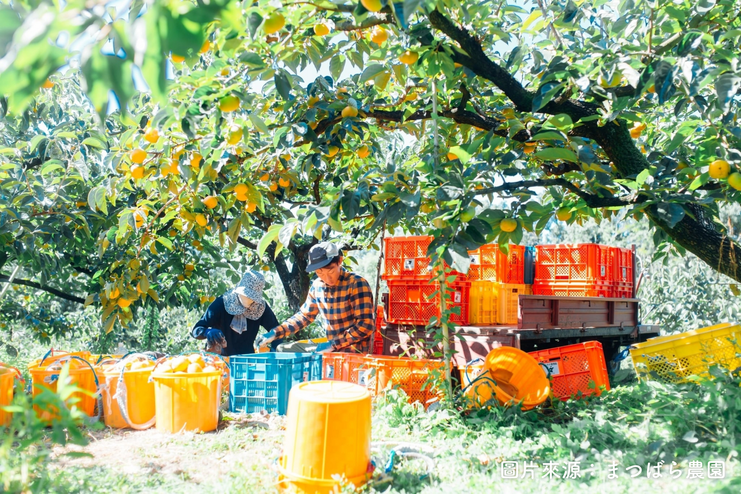 【日本和歌山】紀の川黑柿