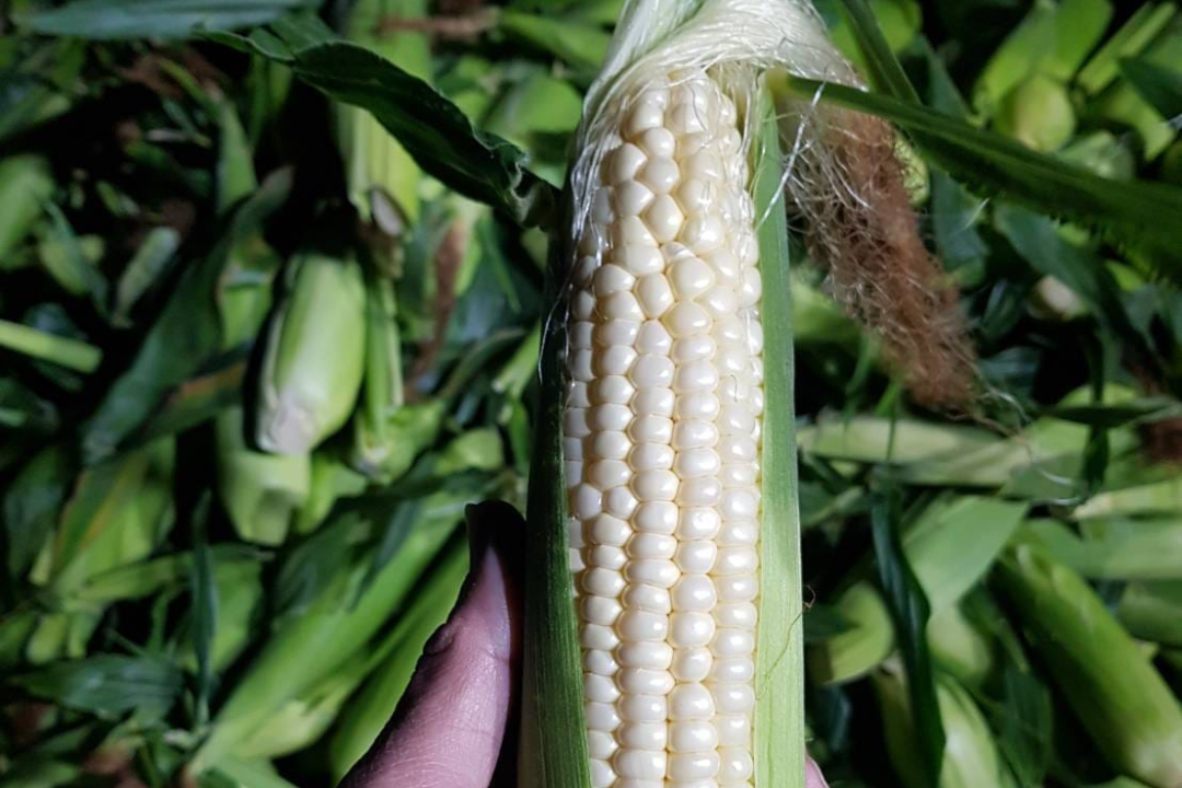 【好評三度回歸】黑白雙寶水果玉米與台灣有機西洋芹