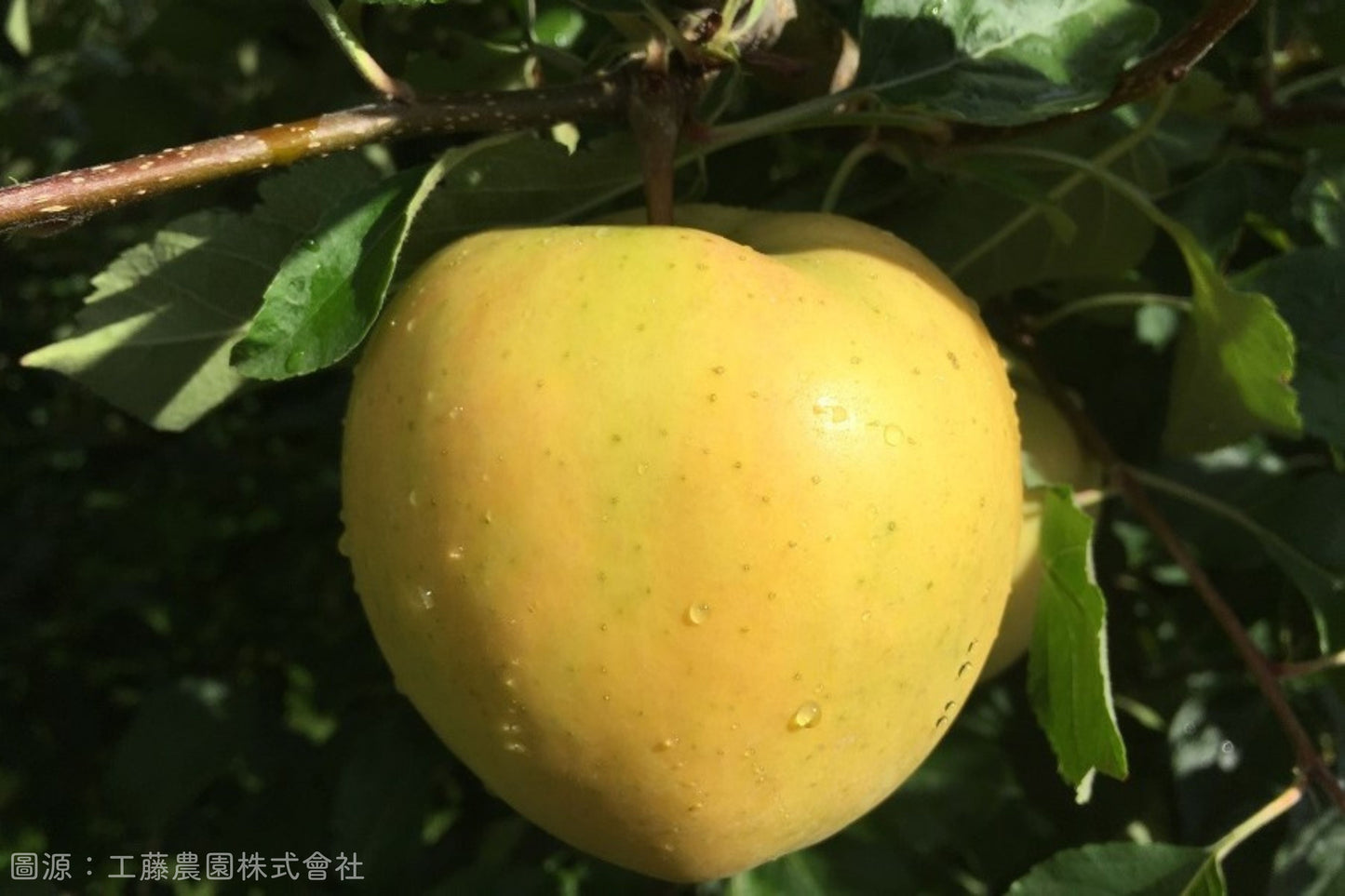 【日本青森】頂級水蜜桃蘋果
