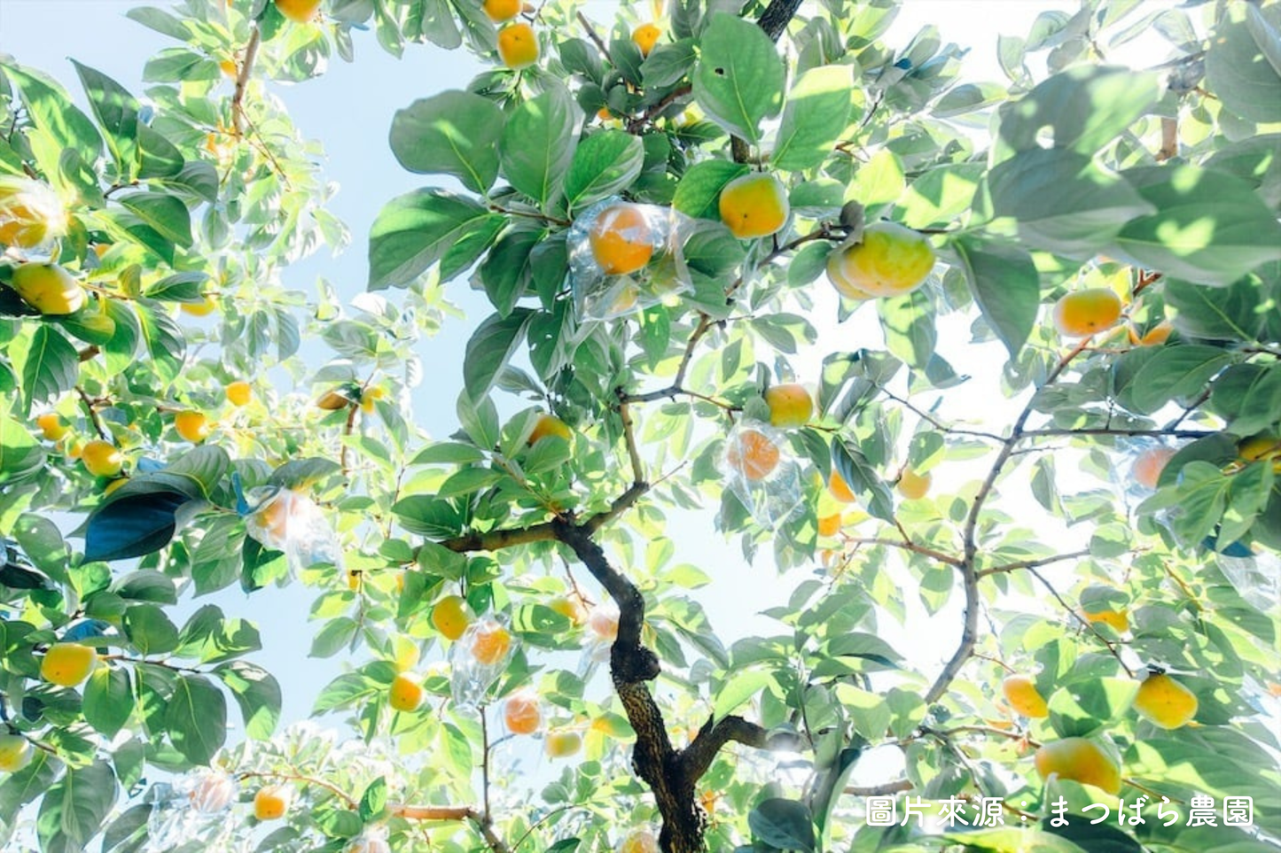 【日本和歌山】紀の川黑柿