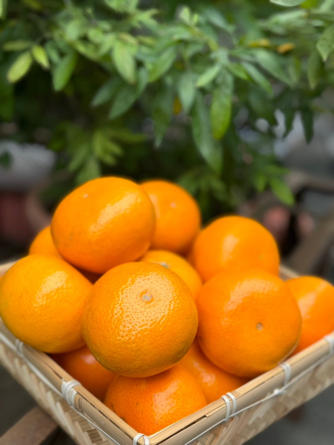 【年節水果】台灣茂谷柑禮盒／3公斤