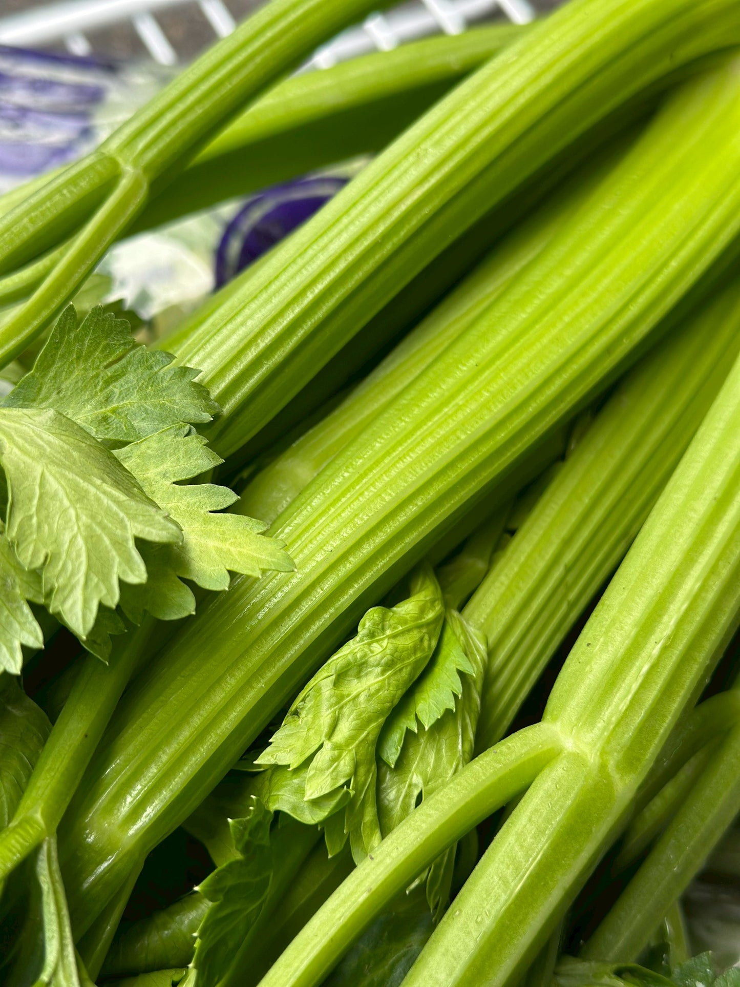 【好評三度回歸】黑白雙寶水果玉米與台灣有機西洋芹