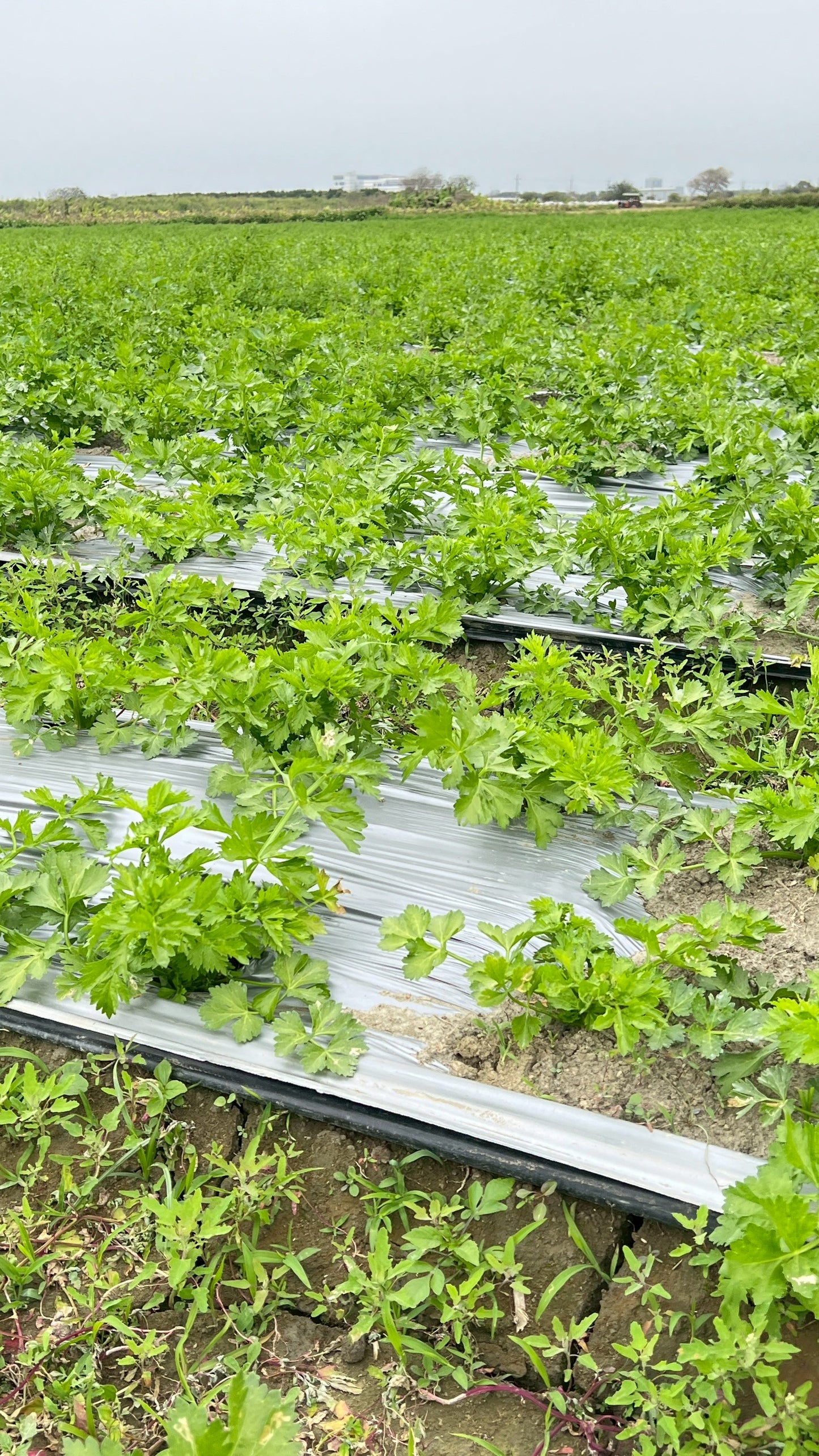 【好評三度回歸】黑白雙寶水果玉米與台灣有機西洋芹