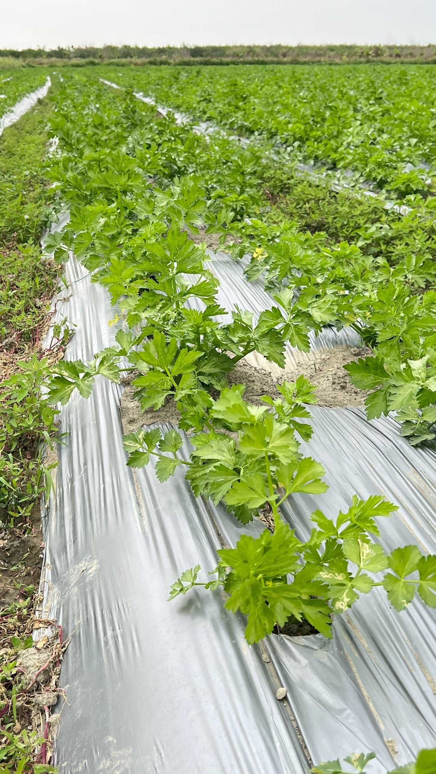 【好評三度回歸】黑白雙寶水果玉米與台灣有機西洋芹