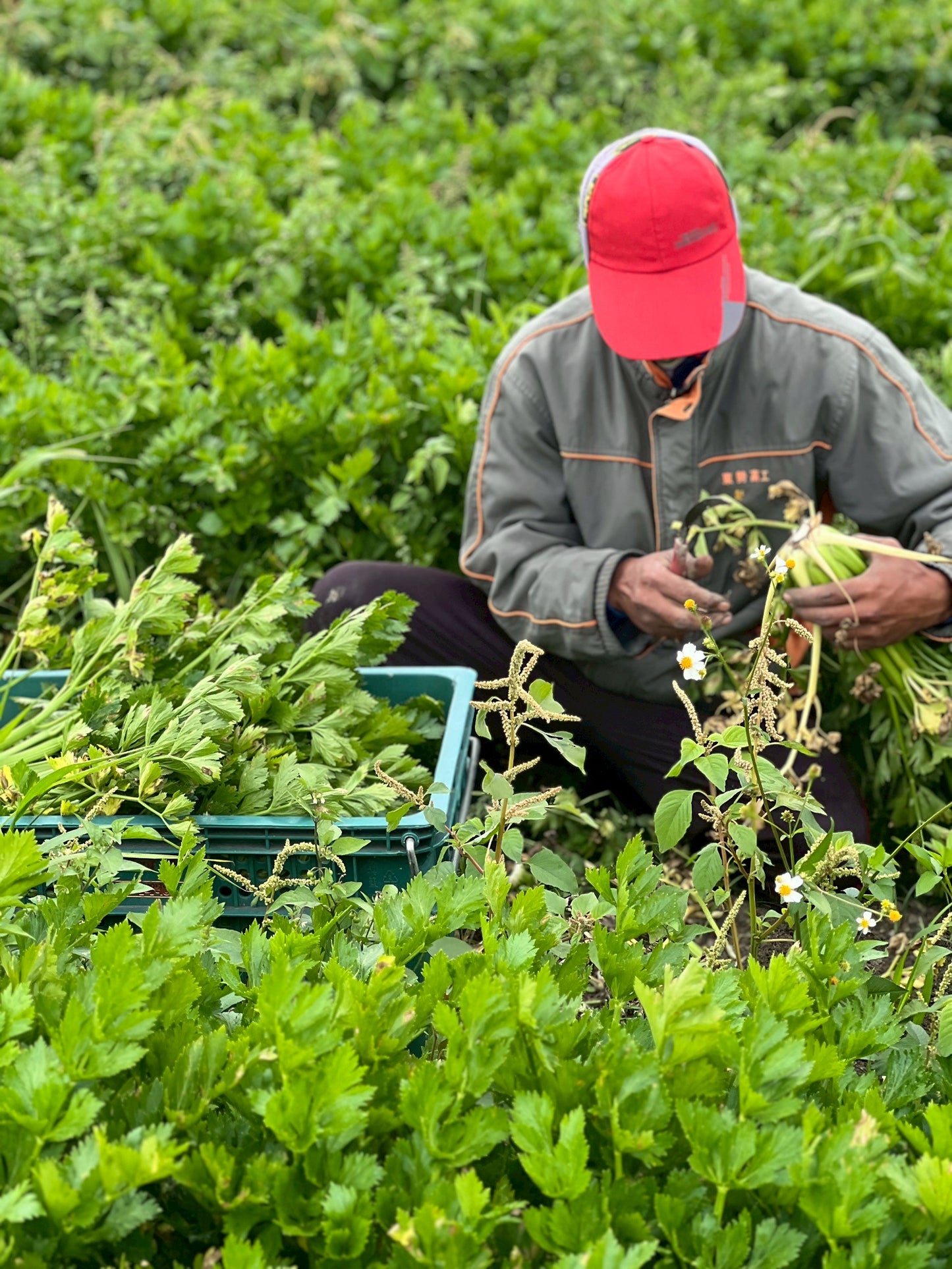 【好評三度回歸】黑白雙寶水果玉米與台灣有機西洋芹