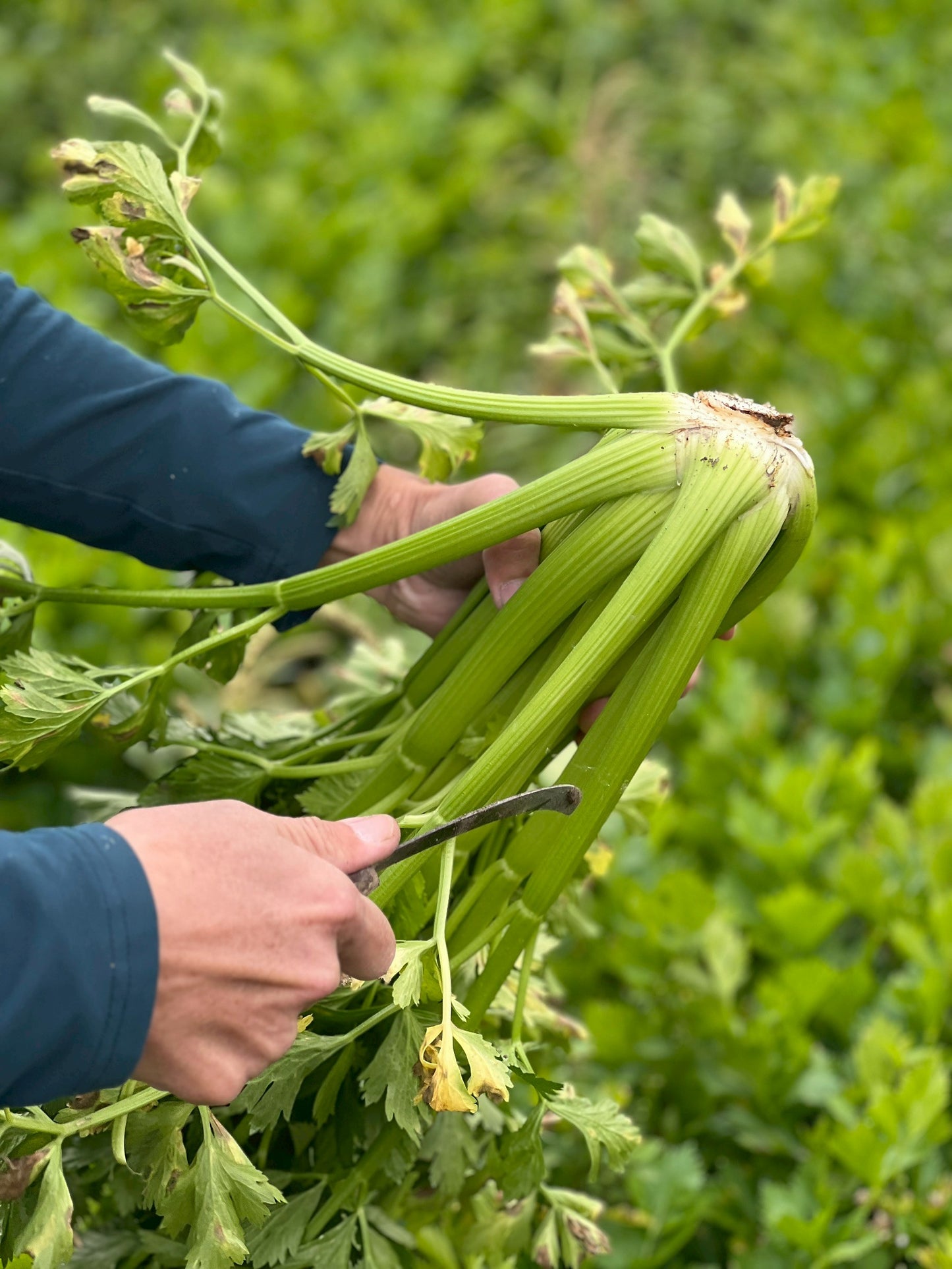 【好評三度回歸】黑白雙寶水果玉米與台灣有機西洋芹