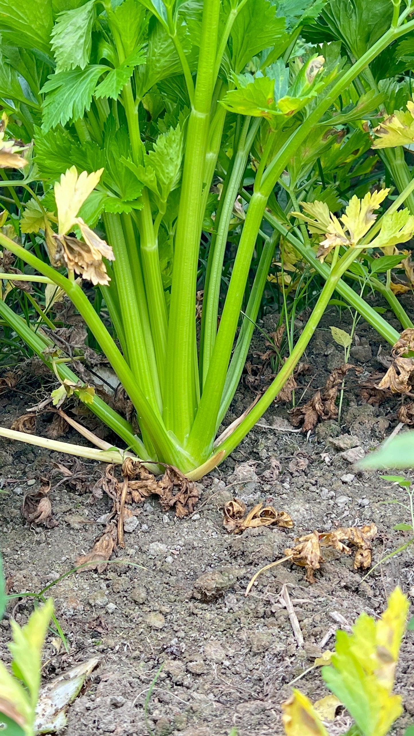 【好評三度回歸】黑白雙寶水果玉米與台灣有機西洋芹