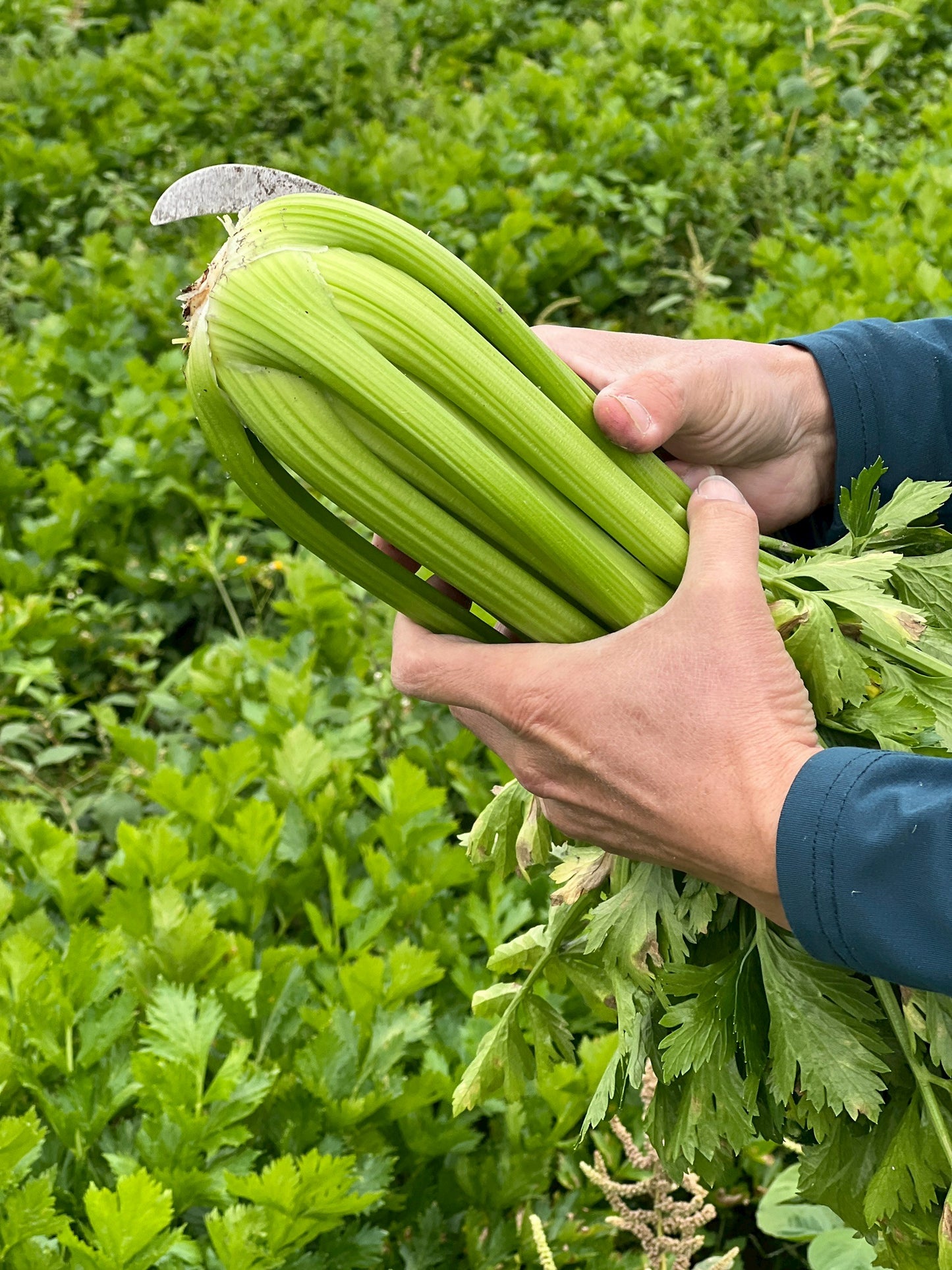 【好評三度回歸】黑白雙寶水果玉米與台灣有機西洋芹