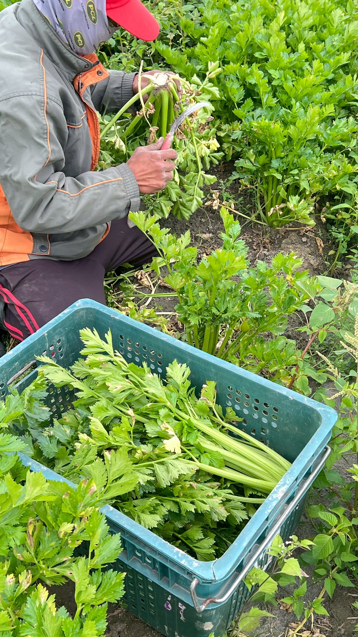 【好評三度回歸】黑白雙寶水果玉米與台灣有機西洋芹