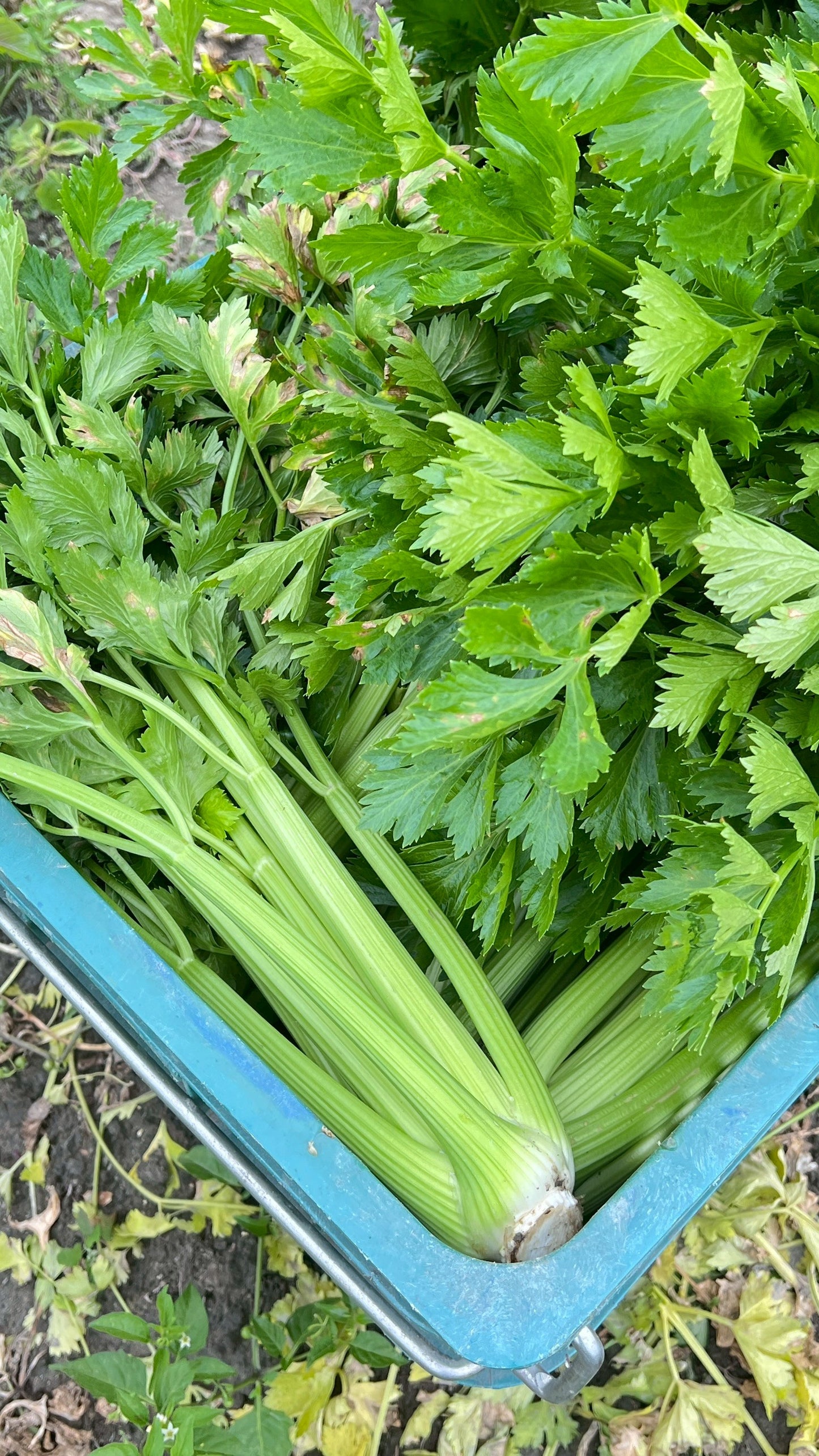 【好評三度回歸】黑白雙寶水果玉米與台灣有機西洋芹