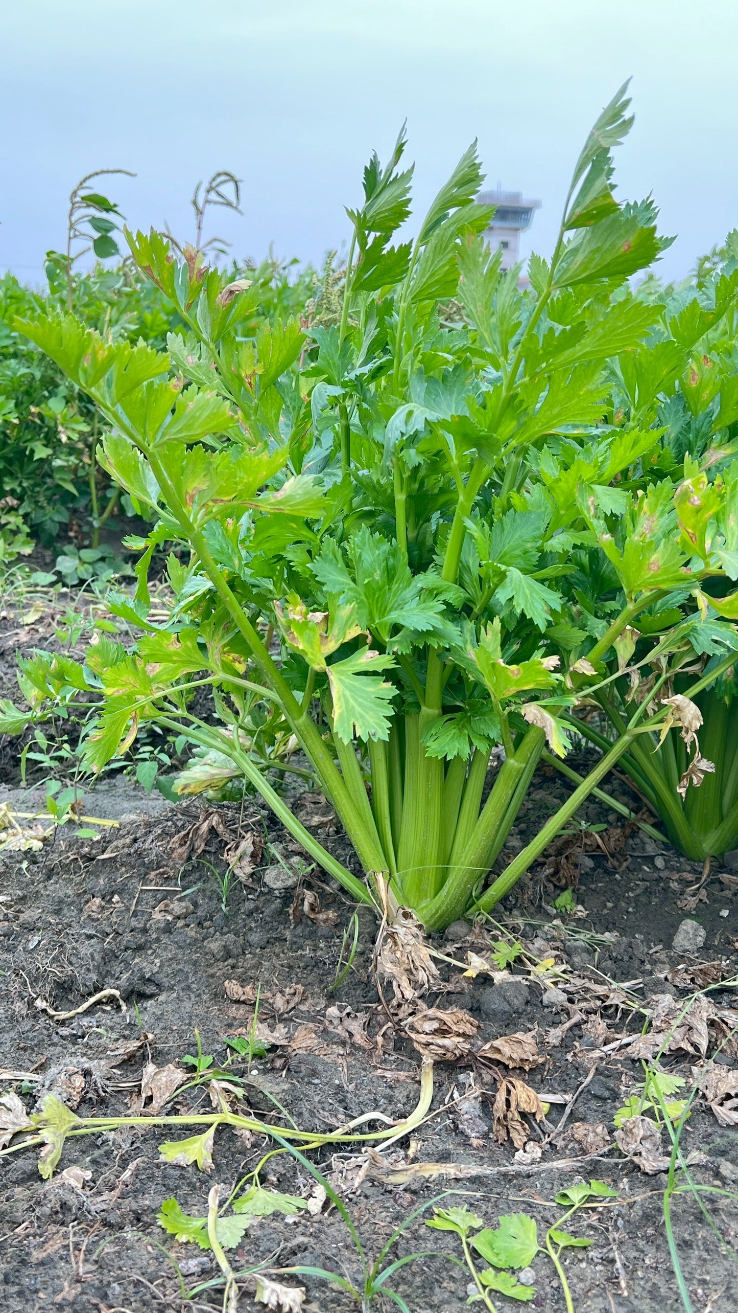 【好評三度回歸】黑白雙寶水果玉米與台灣有機西洋芹