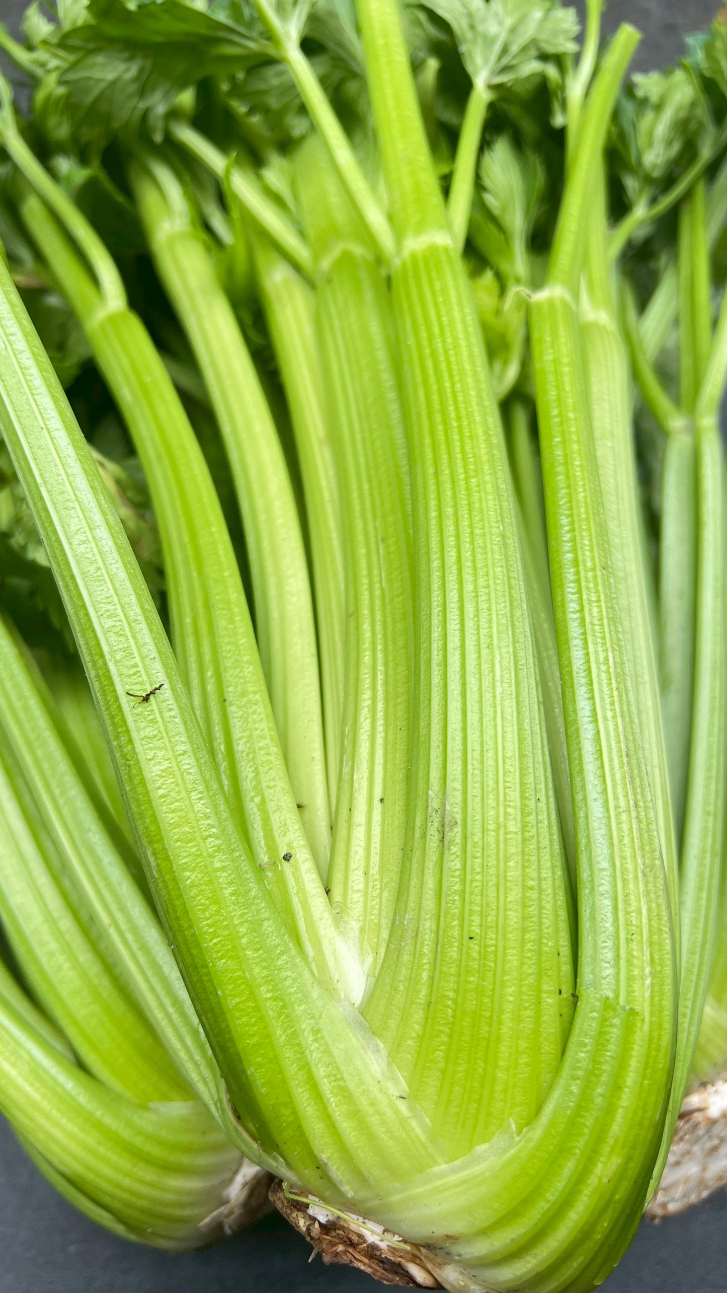 【好評三度回歸】黑白雙寶水果玉米與台灣有機西洋芹
