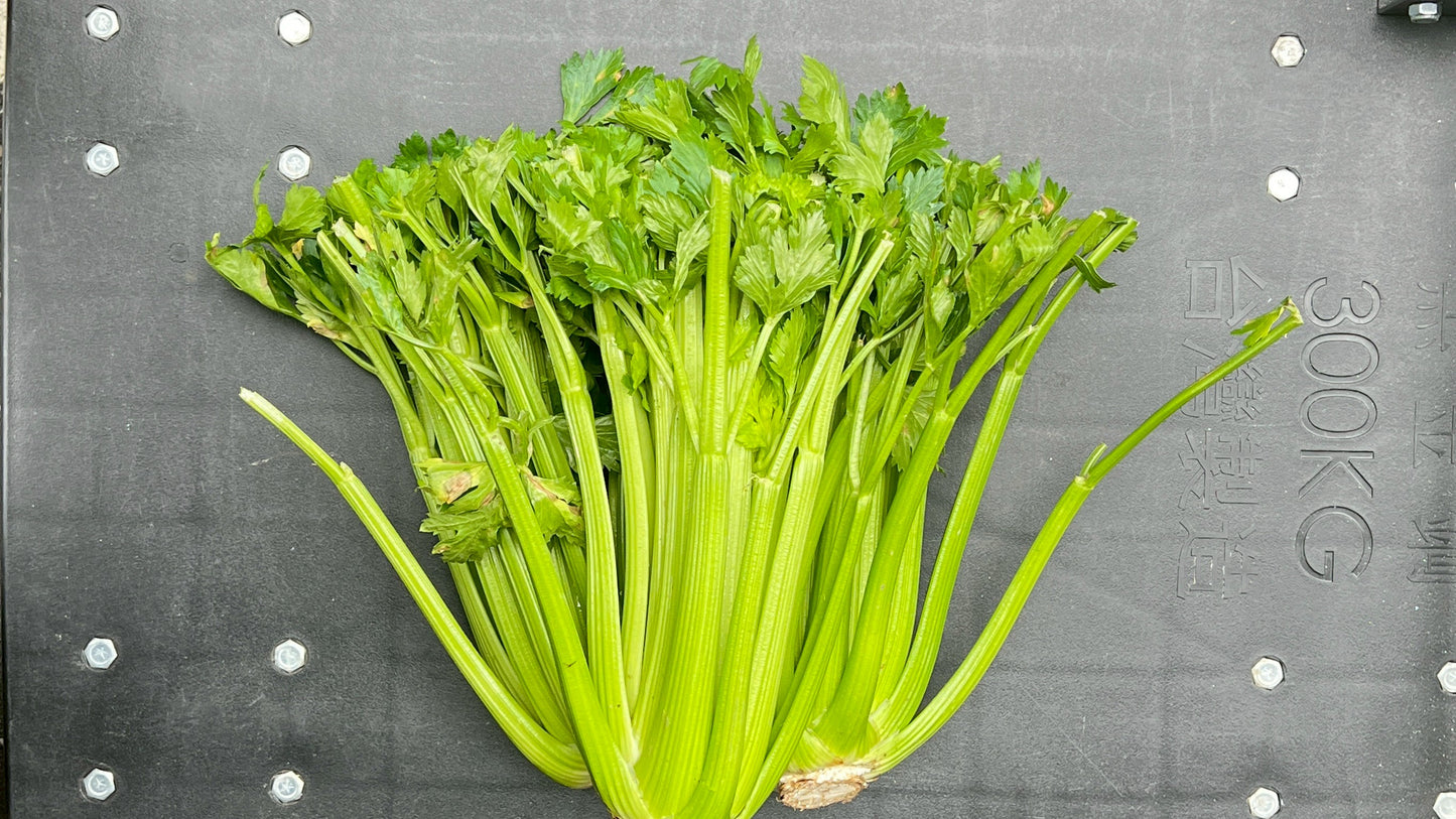 【好評三度回歸】黑白雙寶水果玉米與台灣有機西洋芹